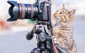 (影)外拍遇到專業貓模特！牠竟踮腳檢查