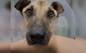 新北動保處妙手搶救心絲蟲犬 大黃狗老皮超愛討摸賣萌