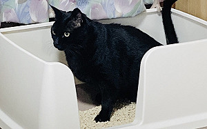 黑貓如廁常被誇 長大養成奇葩習慣