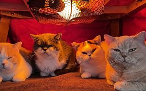 (影)天冷4貓開暖桌會議!慵懶臉神複製