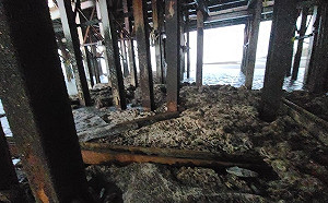 直擊鐵樁「插入藻礁心臟」 藍白立委齊轟蔡政府從上到下都在說謊