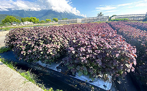 抑制新冠病毒活性!紫蘇萃取物有潛力  花蓮農改場開發防疫茶