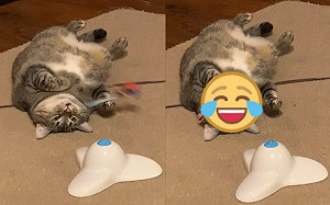 (影)奴才放逗貓器!胖貓無反應:朕就廢