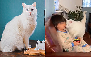 (影)誰能抵擋?弟弟打電動「貓狂繞」