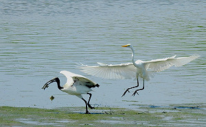 新北「我濕故我在-濕地社會設計競賽」最高獎金3萬元
