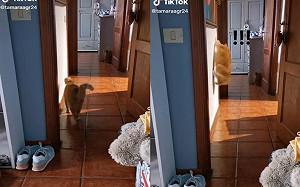 (影)貓咪跳牆「關燈」!眾人驚:懂節約