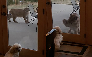 (影)美洲獅路過!狗狗竟隔窗興奮搖尾巴