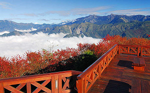 草地上享受悠閒時光!阿里山森林野餐12/18登場