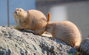急煞出意外!土撥鼠「追尾撞車」