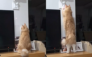 (影)養貓人必學!光射到開關後發生奇蹟