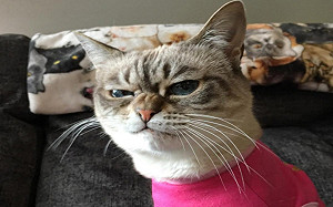 (影)貓咪天生臭臭臉!飼主卻一見鍾情