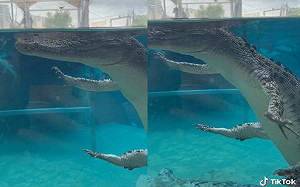 (影)鱷魚耍廢泳姿曝光!眾人笑:很省力