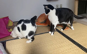 (影)貓咪屁屁對別人！摸一下竟自動彈跳