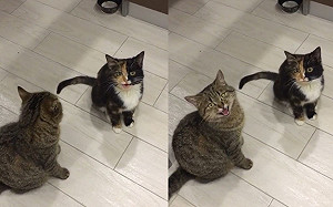 (影)奴才唱歌2貓神合唱！網：超級可愛