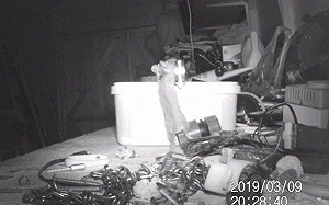 (影)雜物一晚變整齊？竟是小老鼠來幫忙