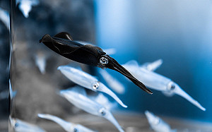 烏賊全身變黑！水族館：和心情有關