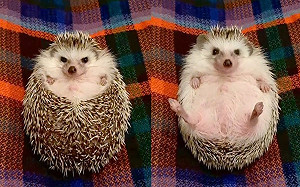 (影)刺蝟見零食就「開花」！網：超療癒