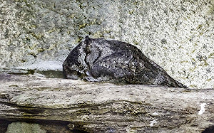 (影)睡姿大公開！貓頭鷹睡到被關心