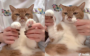 (影)奴才抱貓咪跳舞  牠一臉厭世好無奈