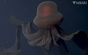 (影)只出現百次！巨大「冥河水母」現身