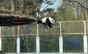 人畜都想逃！北京動物園熊貓「翻牆」逃離 結果被「再教育」