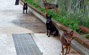 新北首創師傅犬訓練制度成效佳 收容犬隻認養率逾90％