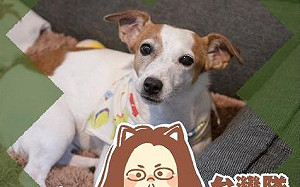 第一毛小孩不乖！ 蔡英文發文抱怨阿才會亂尿尿：我非常「不同意」