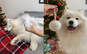 (影)大狗廢毛變聖誕球！網讚：獨一無二