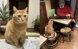 店貓陪客人吃飯！網見牠身材卻笑了