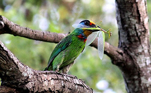 新北首座都會人工濕地再現生機 漳和濕地12/20開放試營運