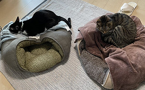 奴才買圓頂貓窩！主子竟神同步壓扁