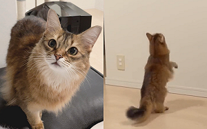 (影)小短腿好困擾！貓咪高檯前跳恰恰