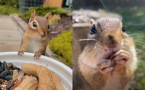(影)訓練有素！花栗鼠是聽指令小天才