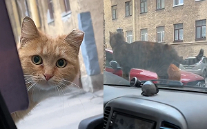 (影)不准動！男開車突遇雙貓搶匪