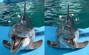 (影)海豚用喵音表愛意　網驚：海上貓貓