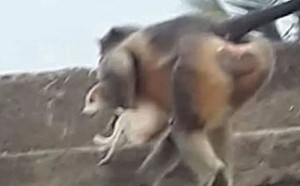 猴子的報仇？只因1隻幼猴遭咬死 印度猴子摔死250條幼犬