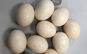 母雞逃過鬼門關獲新北板動收容  意外成333政策得力助手