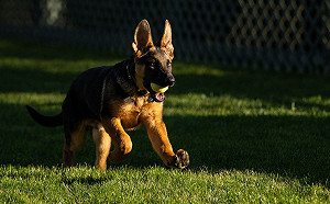 白宮第一犬新來小狗當家 79歲拜登樂當狗奴才