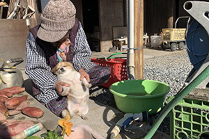 陪嬤工作卻打瞌睡！狗：不想努力了