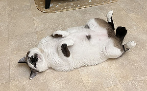 貓咪暖爐前大露肥肚！網笑：在天堂