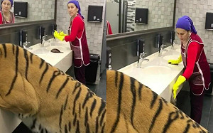 (影)老虎趴洗手台喝水！清潔婦淡定工作