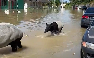 (影)馬國暴雨成災！馬來貘城中倉皇奔走