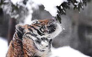 老虎仰頭賞雪！絕美畫面下秒全破功