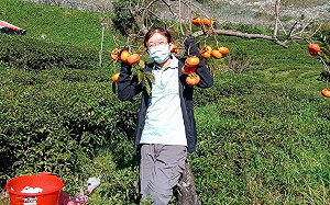 50年老欉「甜滋滋茶柿」  學者揭露寵妻護土幸福滿梨山傳奇