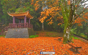 風雨洗禮後更美！阿里山「楓紅地毯」令人驚艷