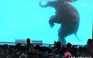 泰國大象游泳獲獎照片引爭議 動物園挨批虐畜 泰人反質疑西方雙重標準