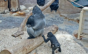 (影)小金剛手超癢！沒事就偷拔爸爸屁毛