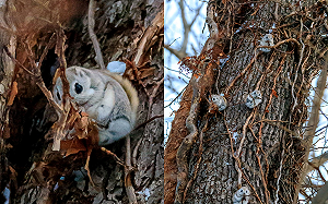 日樹現身多團毛球！就像森林小精靈