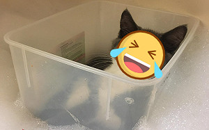 飼主泡澡！貓咪「搭船」陪伴超貼心