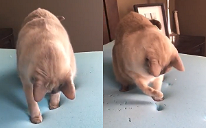 (影)床太軟貓腳印全消失！牠滿頭問號